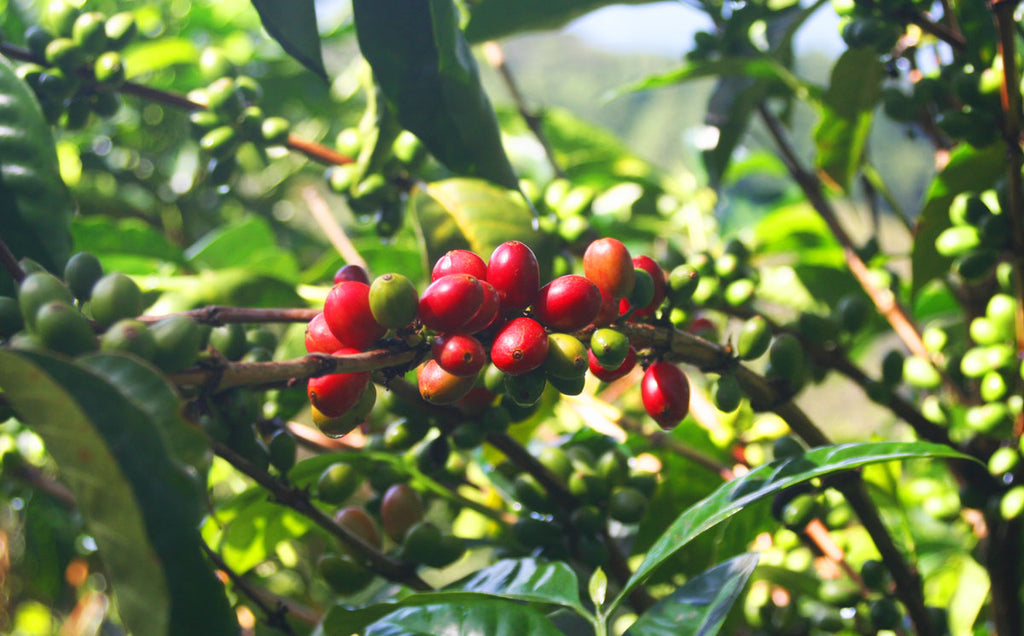 Red coffee cherries on tree.