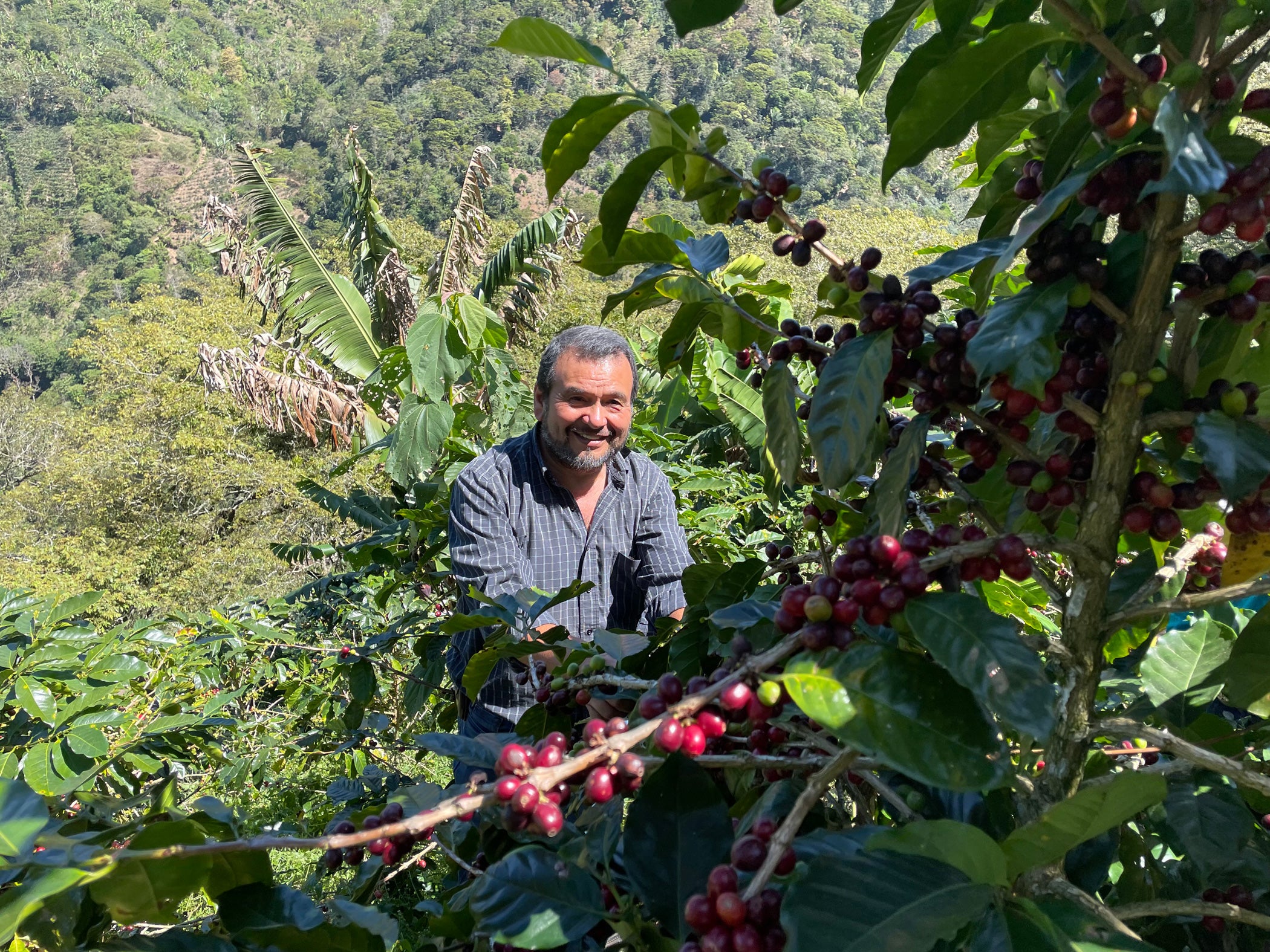 René Edgardo Diaz Valenzuela inspecting coffee plants.