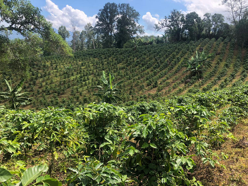 New coffee planting at Finca Gualme, Honduras.