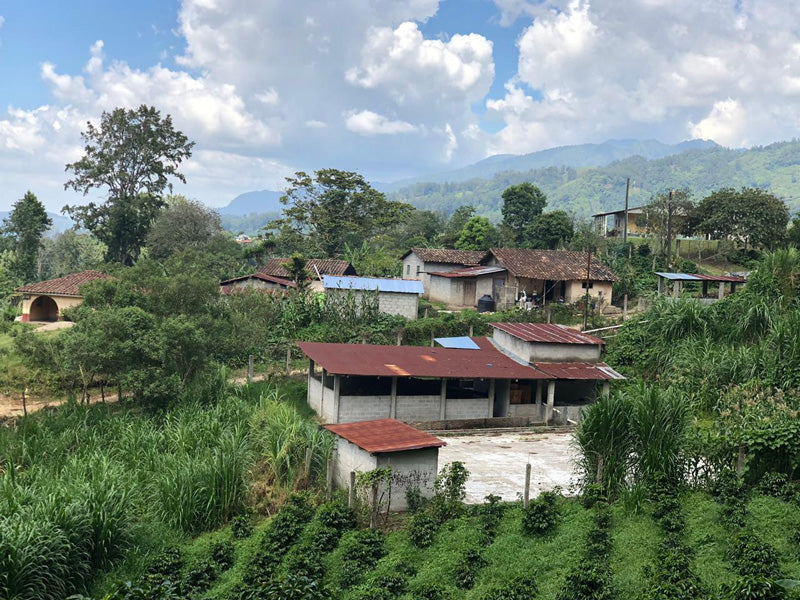 View of Finca Gualme located in Gualme, Corquin, Copan, Honduras.