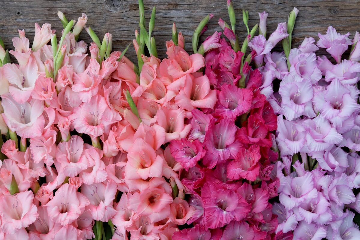 COLECCIÓN GLADIOLUS – FLORES DE ANTONIO VALENTE