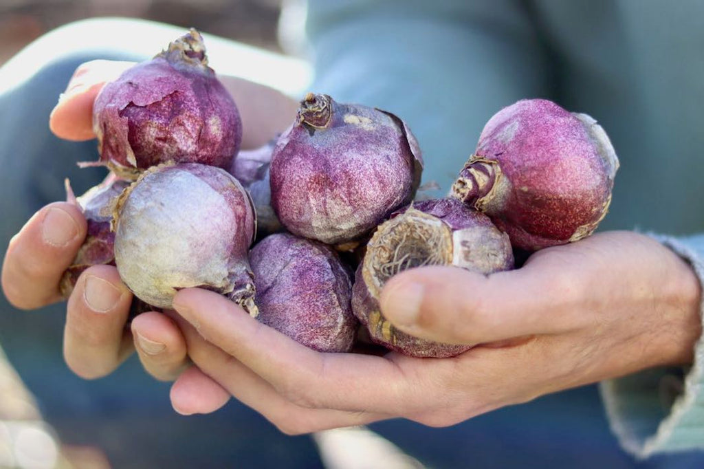 flower bulbs canada