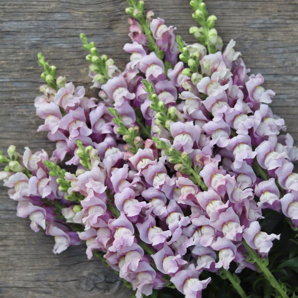 Image of Lavender and Snapdragons