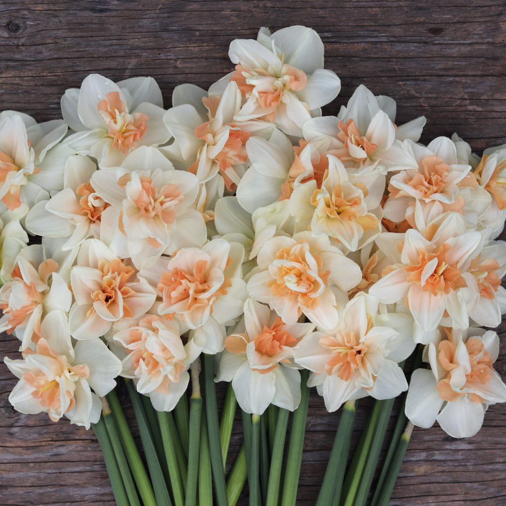 Narcissus 'Delnashaugh' – ANTONIO VALENTE FLOWERS