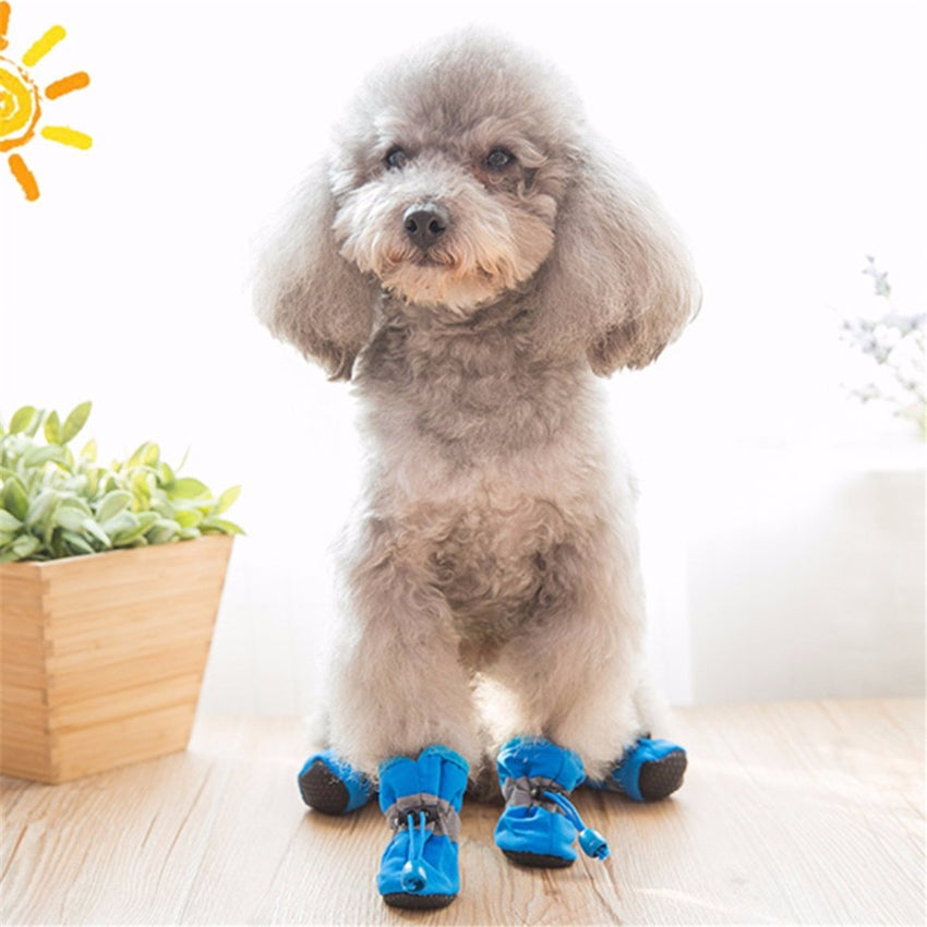 small dog winter shoes