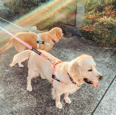 2 Golden Retrievers walking on an orange and sky blue Dog Friendly Co. bungee leashes