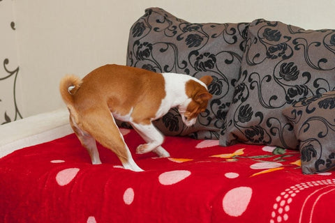 dog digging bed