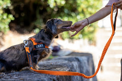 orange dog harness 
