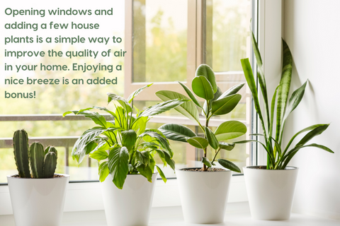 Open Windows & Houseplants for Fresh Air