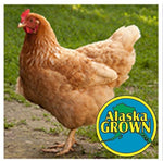 Alaska Grown Pullets/Females - 20 +/- weeks old - Golden Bovan