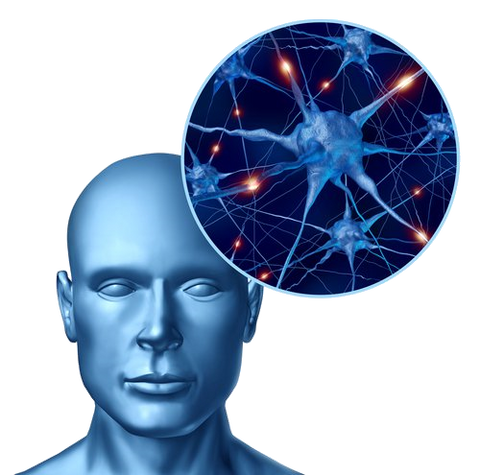 Human Brain and Neurons