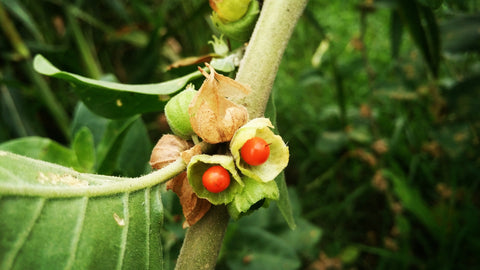 Withania somnifera, comúnmente conocida como Ashwagandha (cereza de invierno)