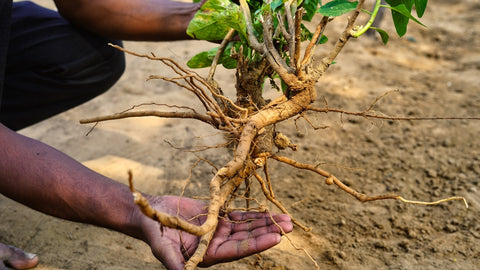 Holding hand Withania somnifera plant known as Ashwagandha.