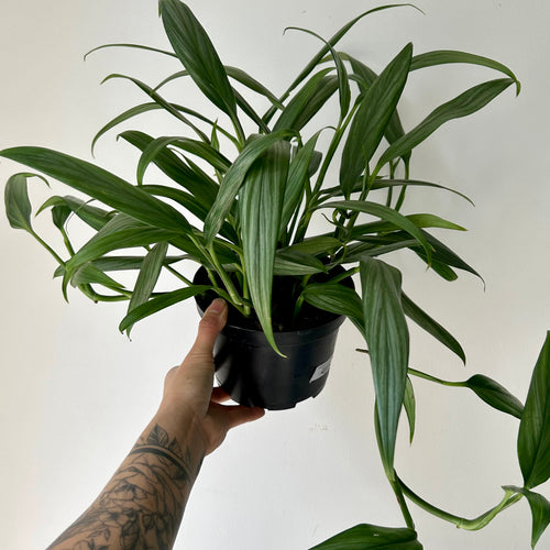 Epipremnum pinnatum aurea-variegata on coir totem approximately 2Ft ta –  House of Plants