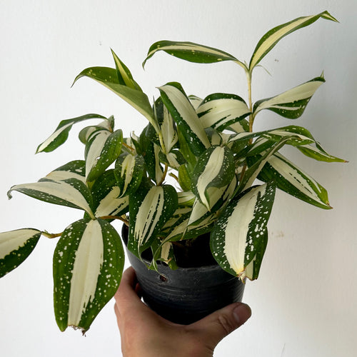 Epipremnum Pinnatum Aurea – Plant Love 4 Me