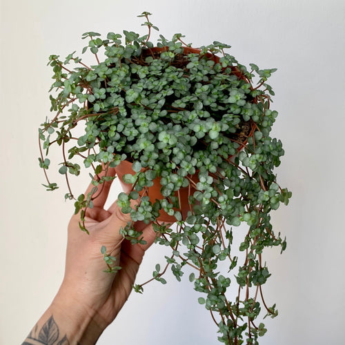 Epipremnum pinnatum aurea-variegata – Steve's Leaves