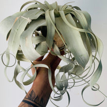 Load image into Gallery viewer, Tillandsia Xerographica
