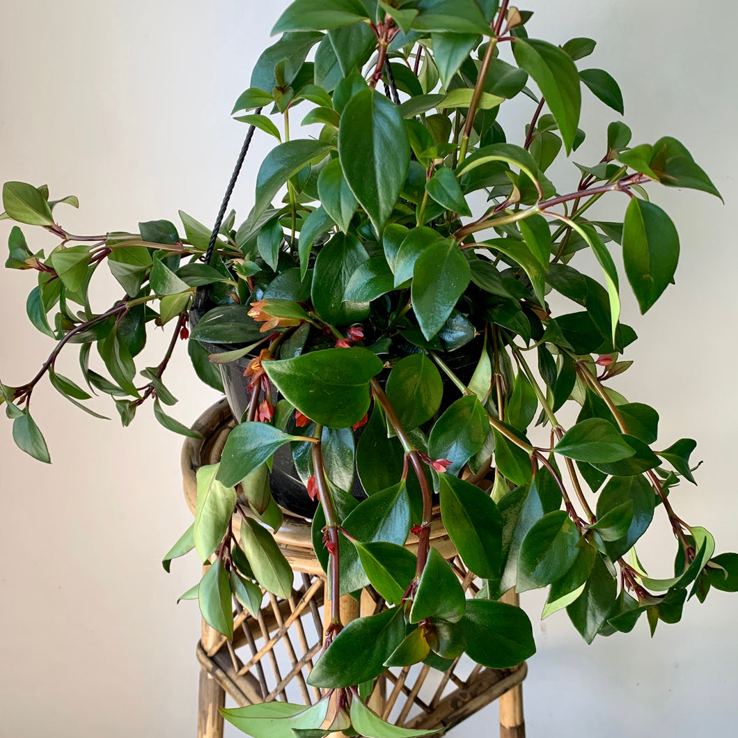 Tropicana Goldfish Plant (Nematanthus )10” hanging basket