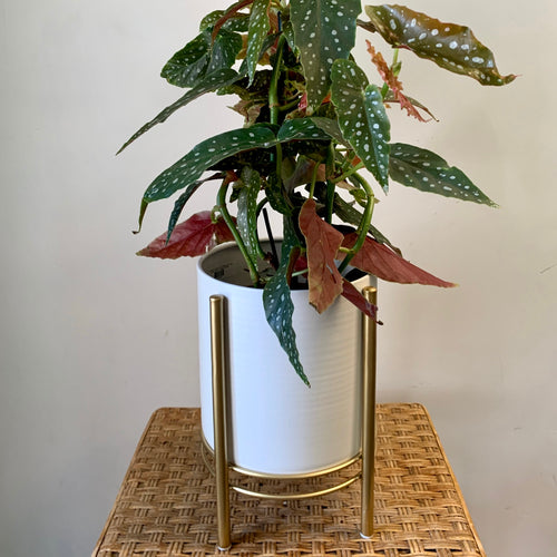 Epipremnum pinnatum aurea-variegata on coir totem approximately 2Ft ta –  House of Plants