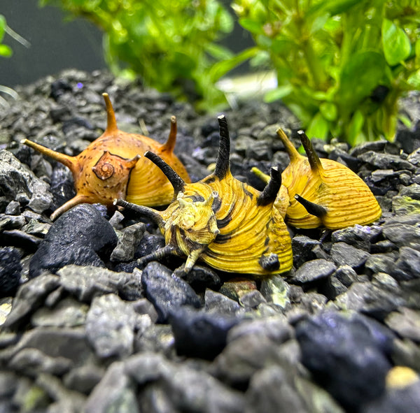 Red Pumpkin Nerite Snail x3 *RARE*