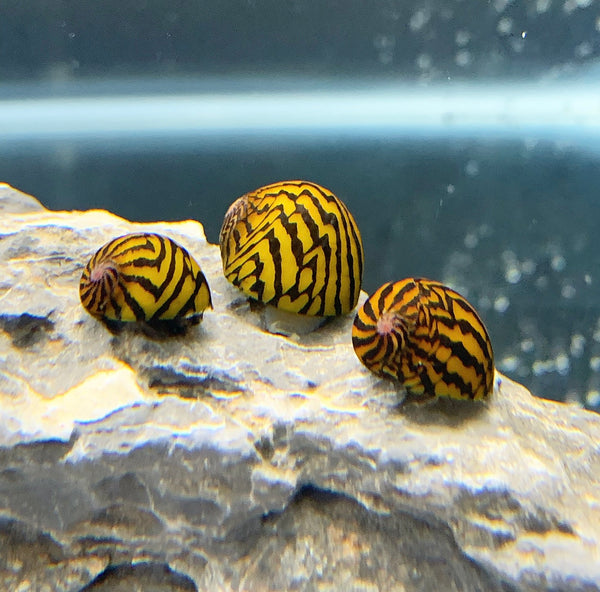 Red Pumpkin Nerite Snail - Vittina species (RARE) – Whitlyn Aquatics