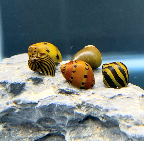 Red Pumpkin Nerite Snail x3 *RARE*