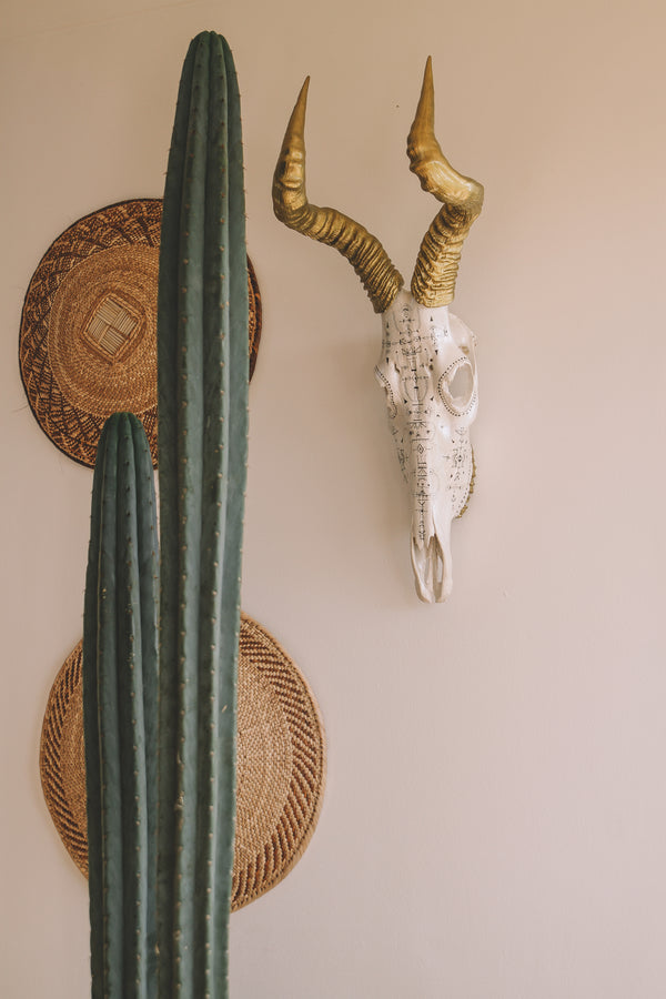 Hartebeest Skull