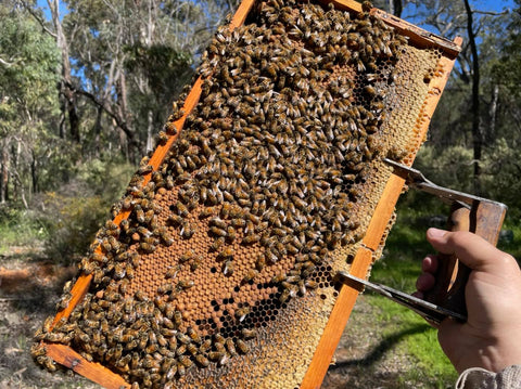 Image of bees on comb in sunshine with beekeepers hand, bush in background