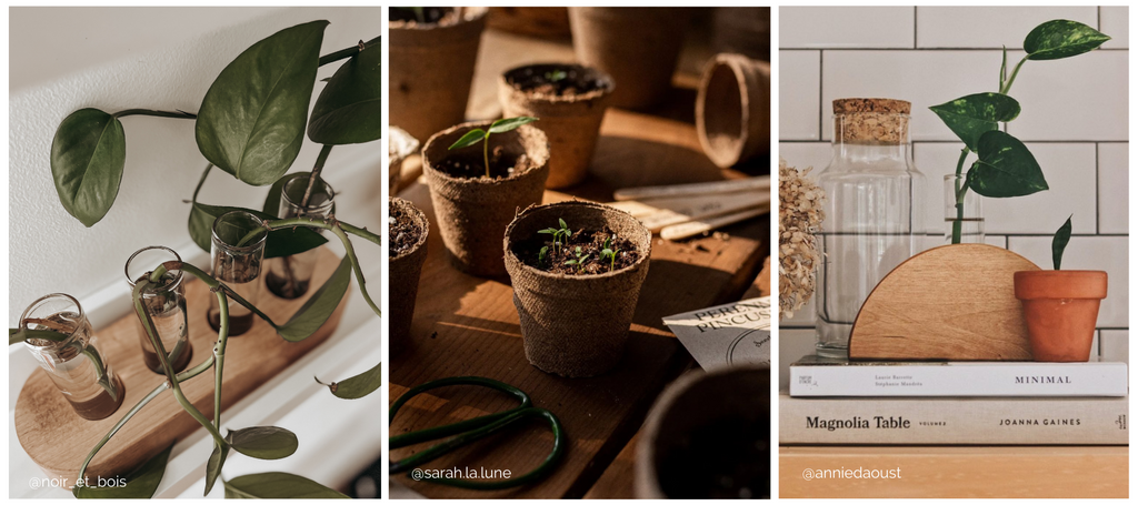 Bouturer ses plantes et démarrer ses semis pour fêter le printemps.