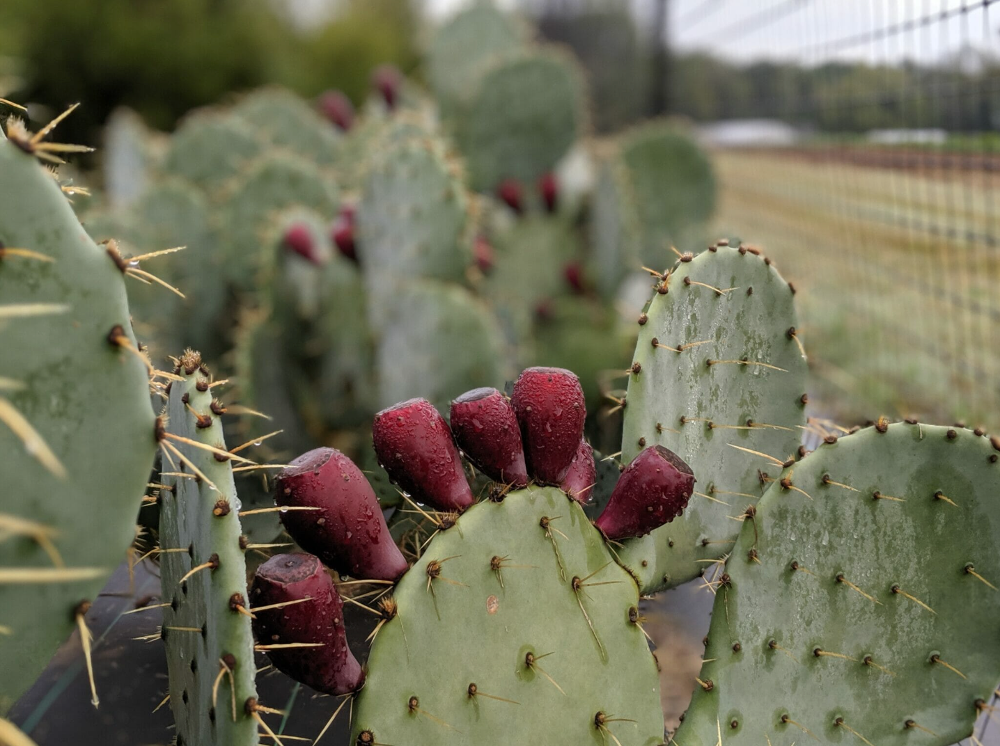 Tia Lupita is proud to be building the market for Cactus here in the United States. 