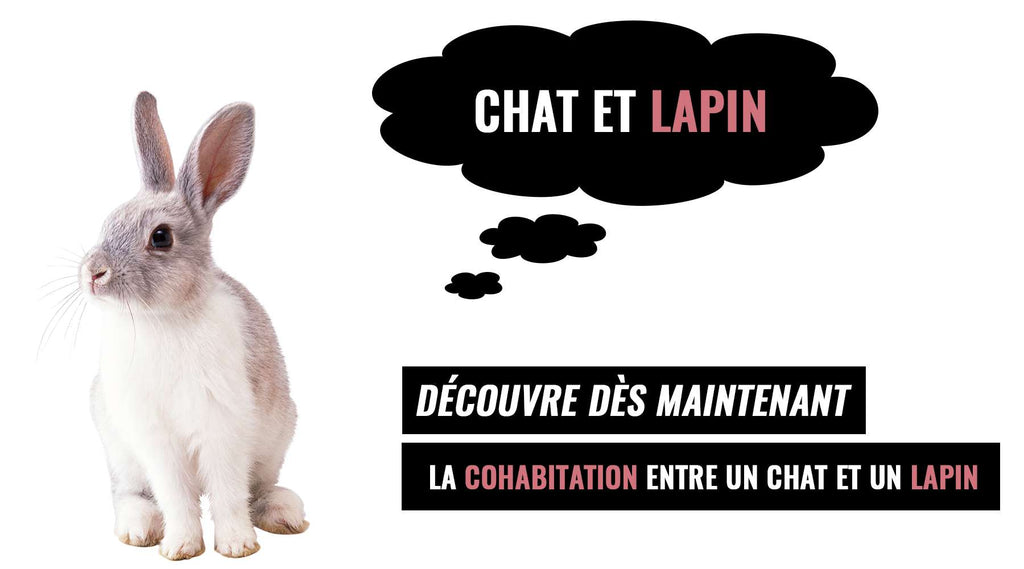 La Cohabitation Entre Un Chat Et Un Lapin Le Terrier Du Lapin