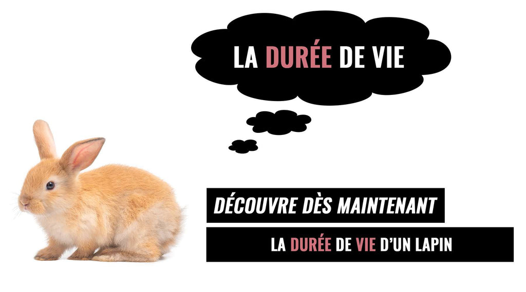 La Duree De Vie D Un Lapin Le Terrier Du Lapin