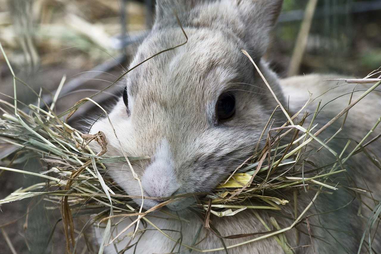 Alimentation du lapin - Comment nourrir votre lapin ?