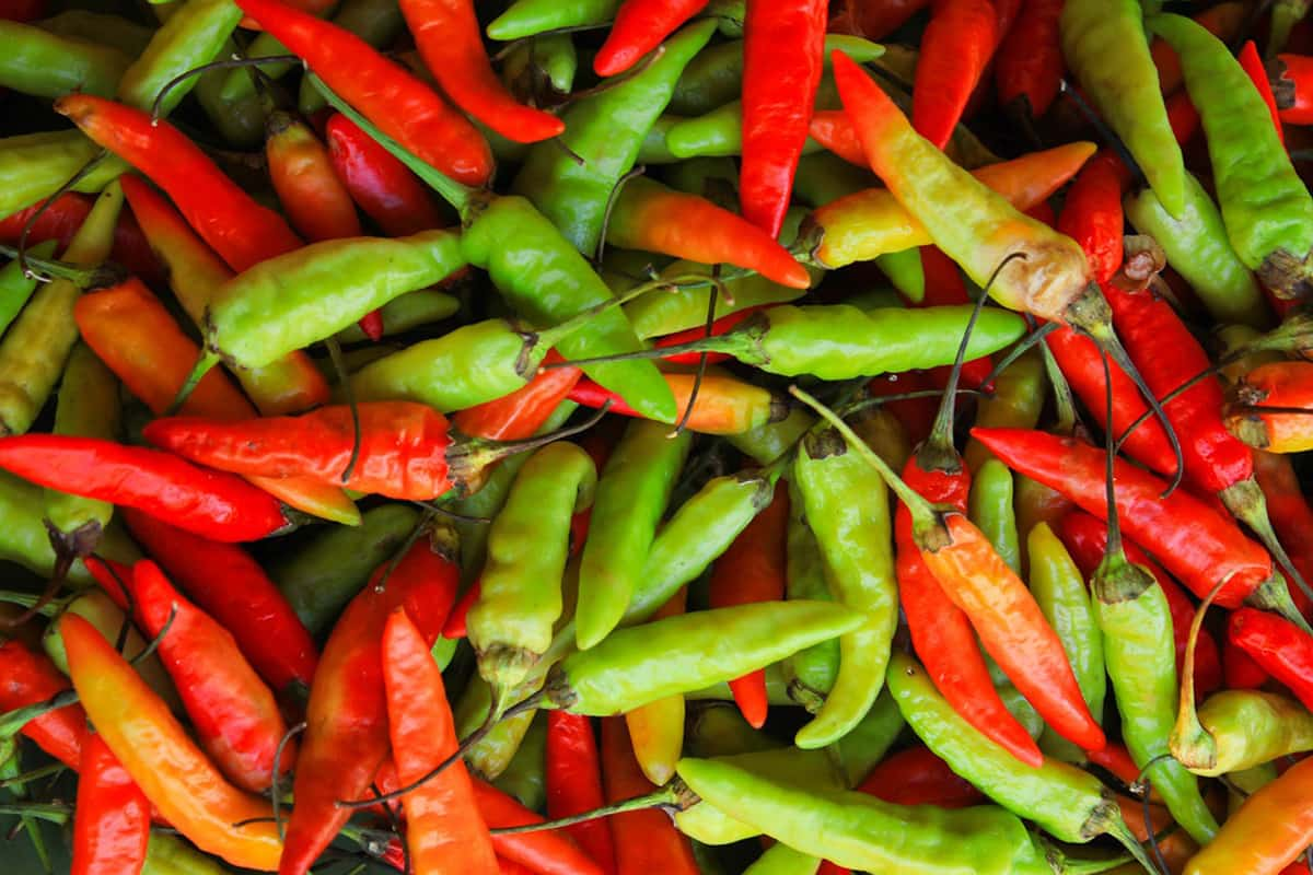 Which is Thai red curry or Thai green curry?