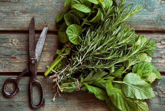 Chinese herbs and scissors image