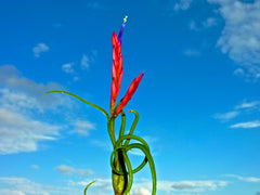 Beautiful Air Plant in Bloom