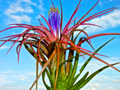 Ionantha In Flower Tillandsia