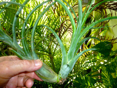 A New Air Plant in The Hand