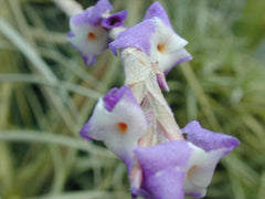 Purple Flowers from an air plant