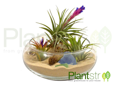 Where to Buy Air Plants Terrarium