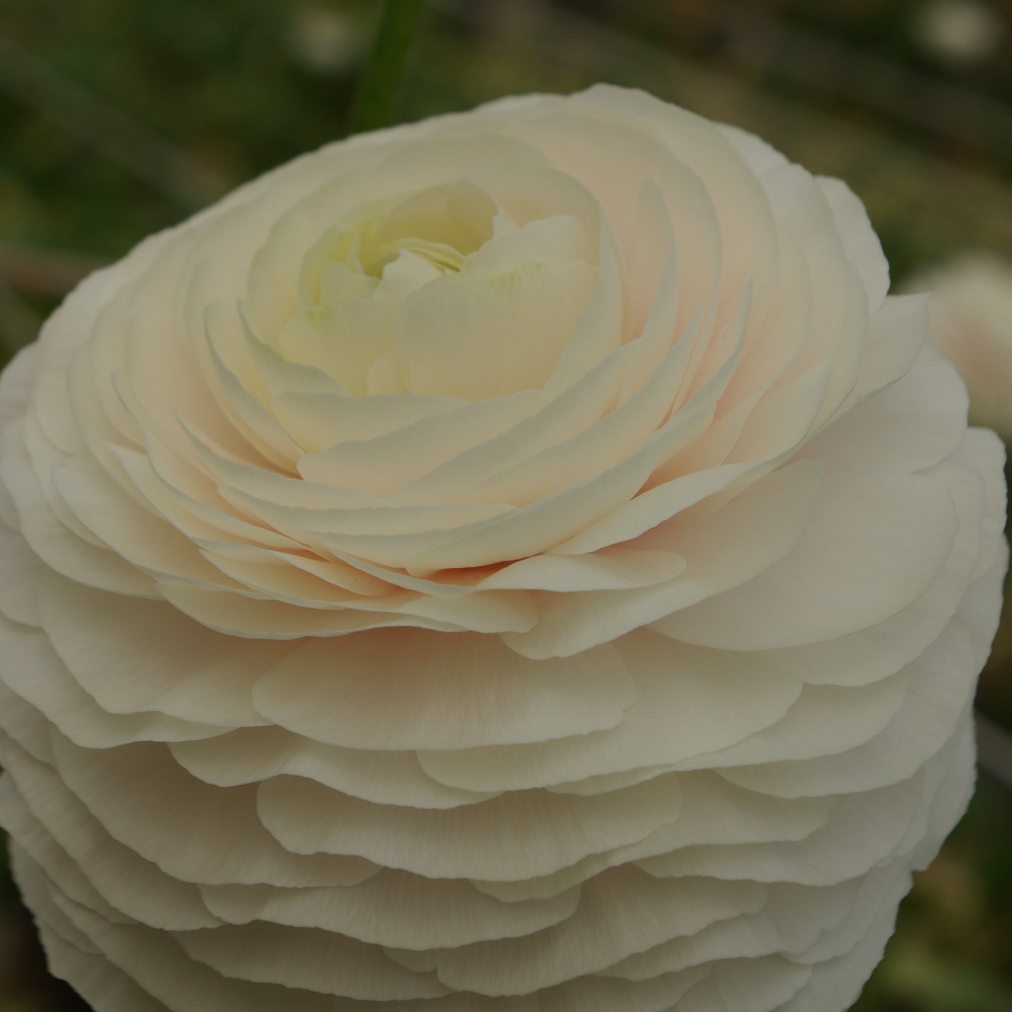 Bouquet de 10 renoncules Hanoï – Floribelle