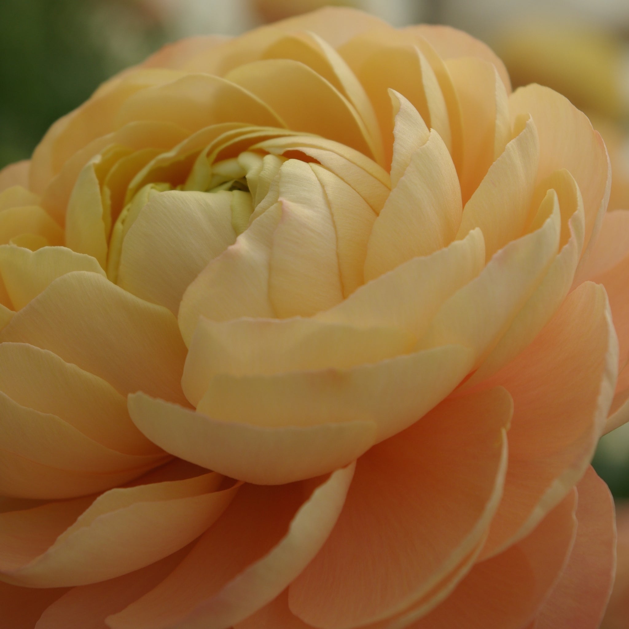 Bouquet de 10 renoncules Grand Pastel – Floribelle
