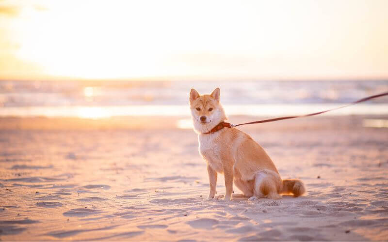 dog at sunset beach