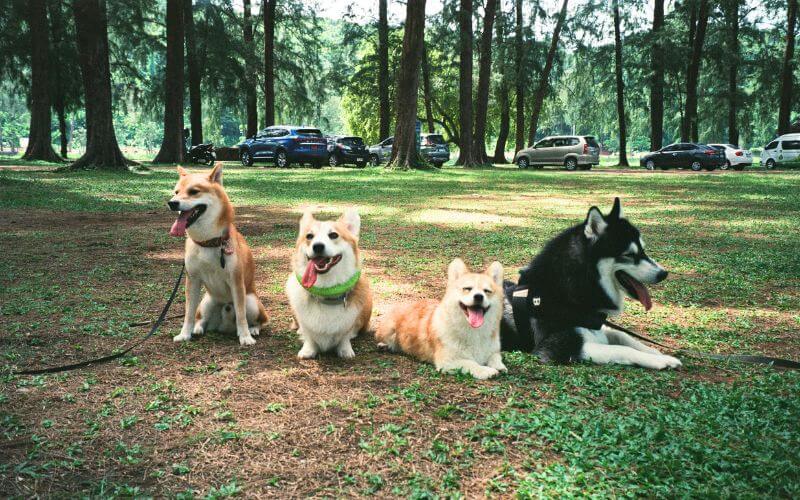 dogs at park