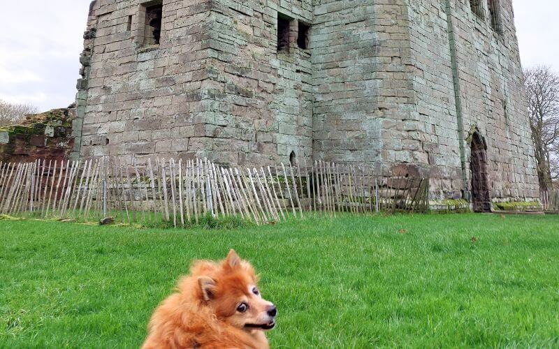dog in national historic site, ashby de la zouch