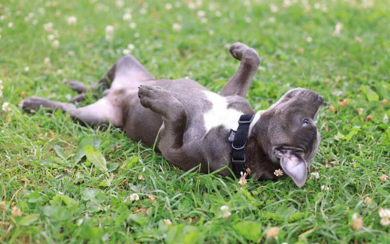 itchy dog rolling on grass