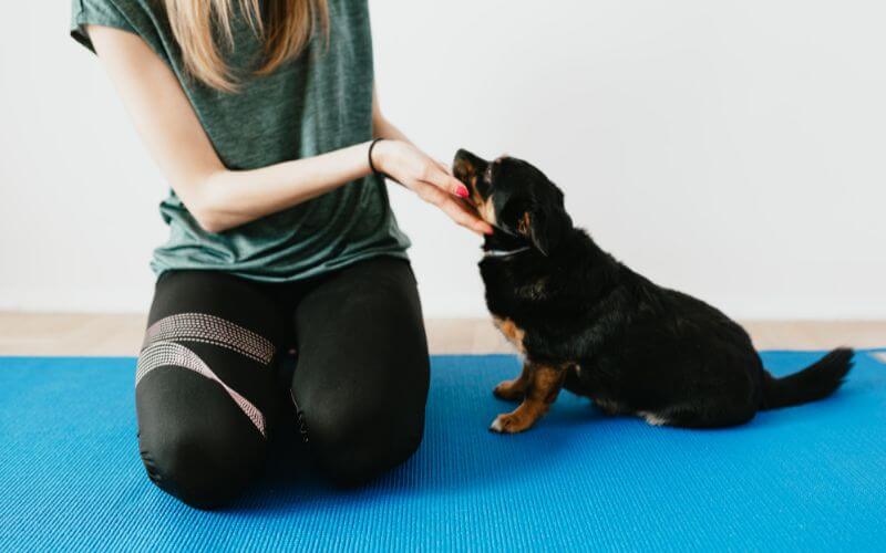 calm relaxed dog on yoga mat