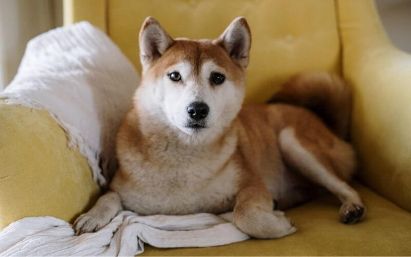 senior shiba dog on sofa