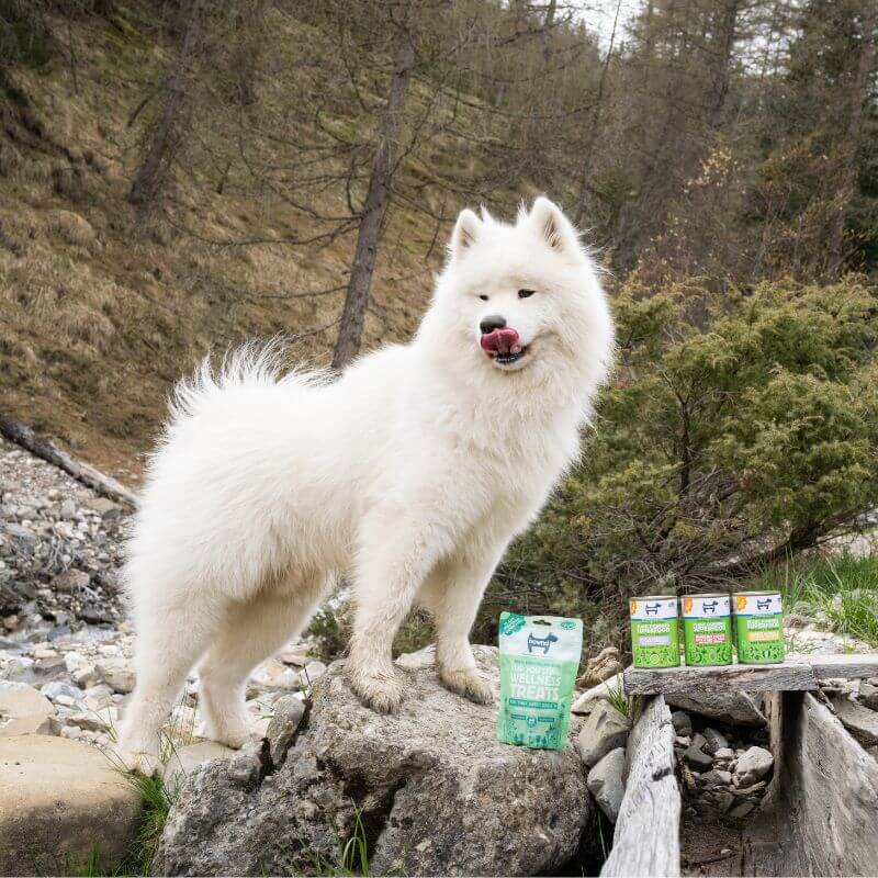 vegan dog with hypoallergenic dog food for allergies