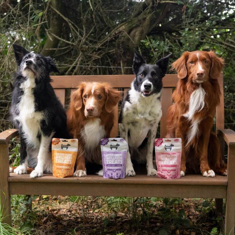 vegan dogs with hypoallergenic dog treats for allergies